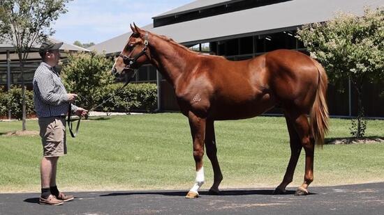 Real Impact X Peristrophe