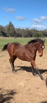 Un-named (Toronado - Lenience)
