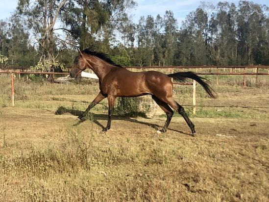 Bel Esprit X In My Sights Three Year Old