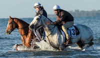 Cumani impressed by Grey Lion