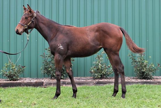 Spieth X Fille De Charlie Filly