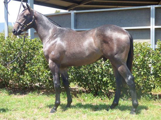 Smart Missile X Minnastar Colt