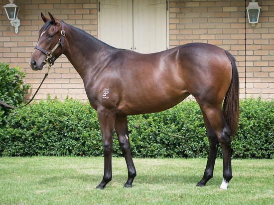 Artie Schiller X Contrast Filly