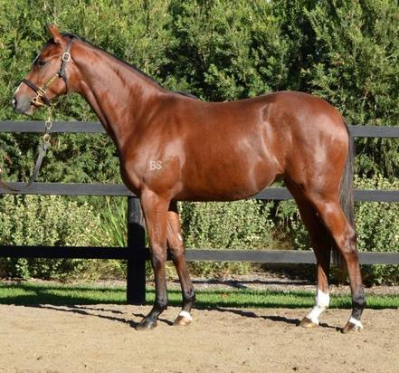 Canford Cliffs X Shezaten Filly