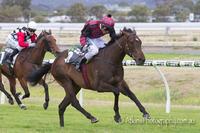 Promising 2 year old wins on debut