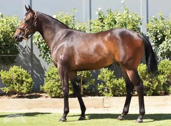 HINCHINBROOK X INDY GAME