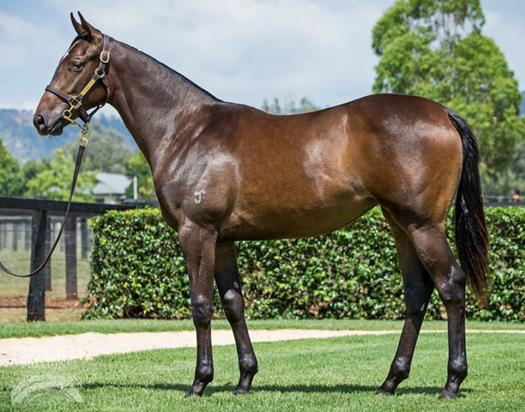 HINCHINBROOK X ALALUNGA
