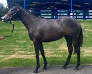 Kennewell Racing secures impressive Dalakhani filly
