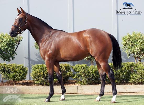 THE FACTOR X ALLEGRO JO