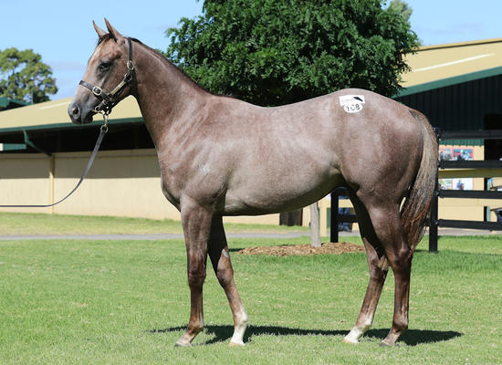 Calypso Reign