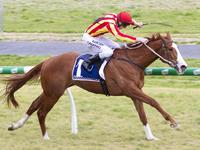 David Jolly has Caulfield Guineas aspirations with unbeaten youngster Roccabascerana