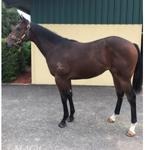 Cracking Spirit of Boom Colt Available