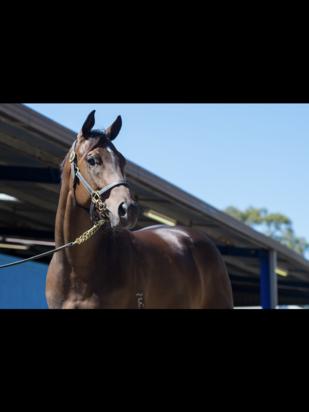 Better Than Ready Filly