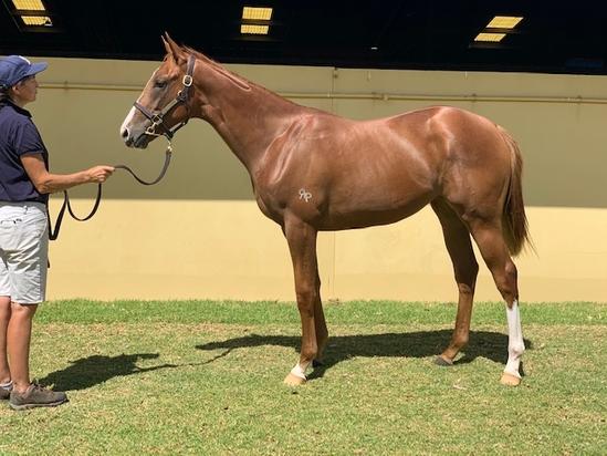 Super One -All Back Miss Yearling Filly