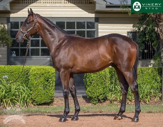 All Too Hard X Stammer Colt