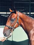 2019 Magic Millions - Purchase