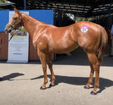 Rich Enuff Filly Joins Our Team