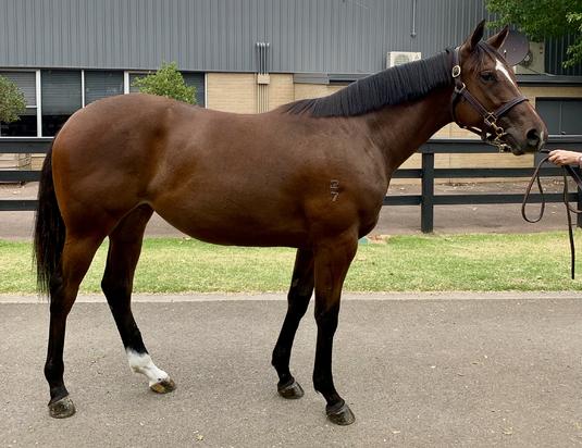 Toronado X Righteous Reign
