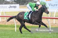 Redissent Impresses at Werribee