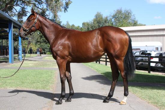 Impending X Young Love Filly