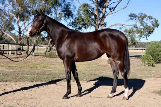 Un-named (Highland Reel - Danaupair Starlet)