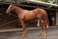 Group One Bound Son of Snitzel Heading for Kitchwin Hills