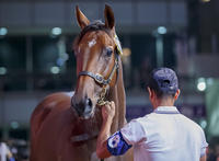 Australian Breds Dominate at Hong Kong International Sale
