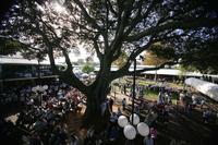 From The Paddock