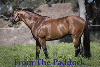From The Paddock