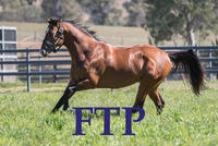 From The Paddock