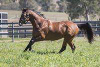 Note to Self: Redoute’s Choice and his sons are simply what works!