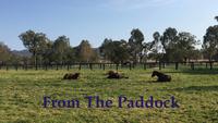 From The Paddock