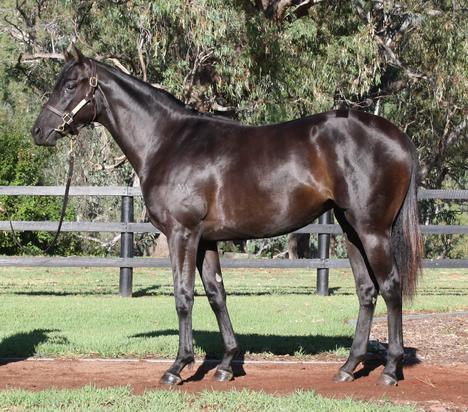 Fiorente X Sianna