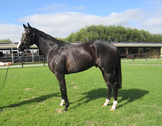 Gainsborough Jack