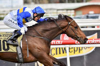 Chasing the VOBIS Gold at Caulfield