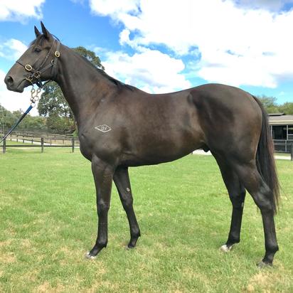 Pierro X Choice Words