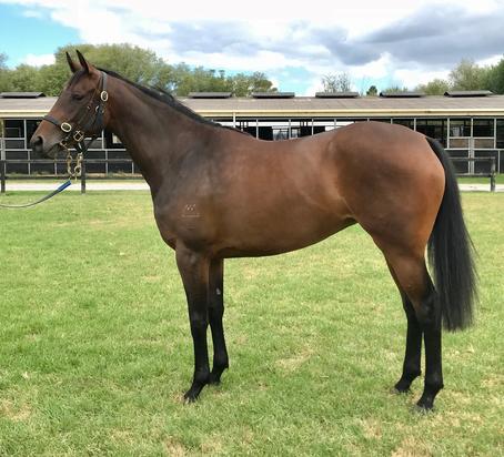 Fiorente X Henriette