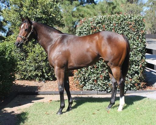 Toronado X Whitten