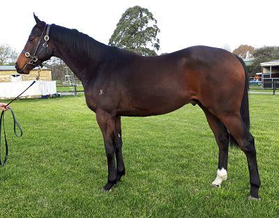 Fiorente X Alpine Tundra