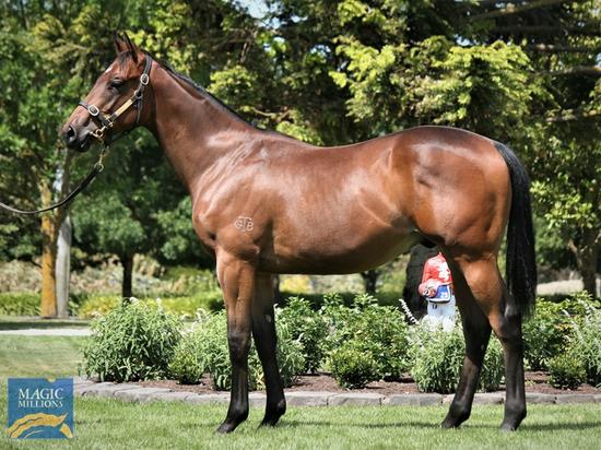 Astern X Balmoral Baby