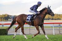 Gerald Ryan's Mollyfied to back up at Warwick Farm