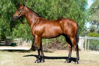 Zebedee X Dee Dee Miss.png