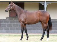 Balfour 'Stepping it up' on the Gold Coast !