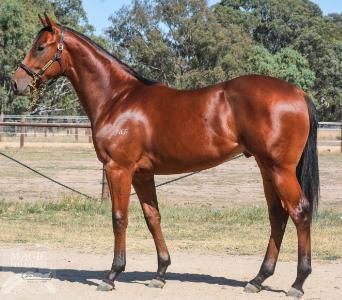 Oamaru Force X Fasliyev Dancer