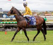 Trusty TRADEWIND storms to the front