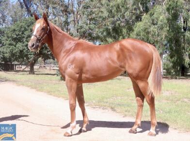 Toronado X Shoosh