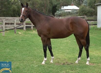 Palentino X Wings Of Alice