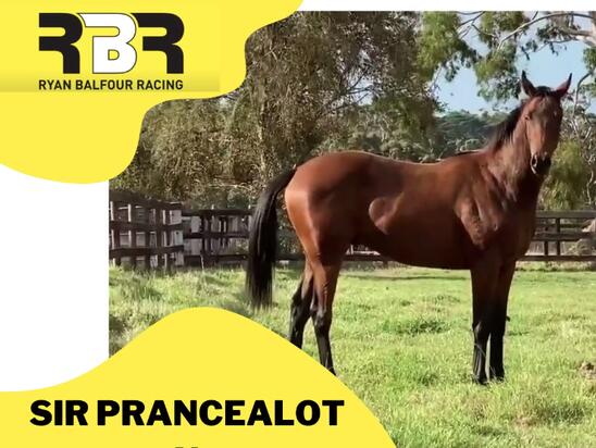 Sir Prancealot X Joyful Glow ( DUKE )