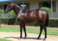 Melbourne Premier Yearling Sale Success