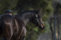 Mare match for Rock Hero